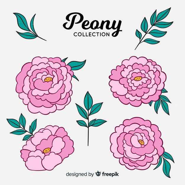 Hermosa colección de flores peonía