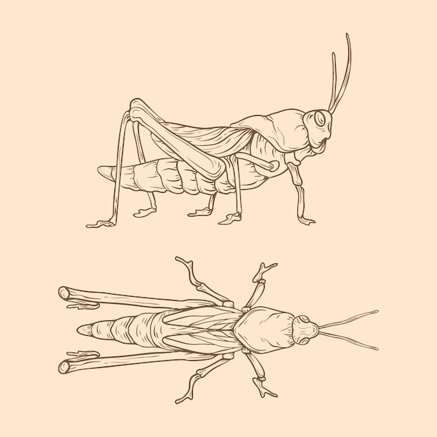 Hermosa ilustración de contorno de insectos