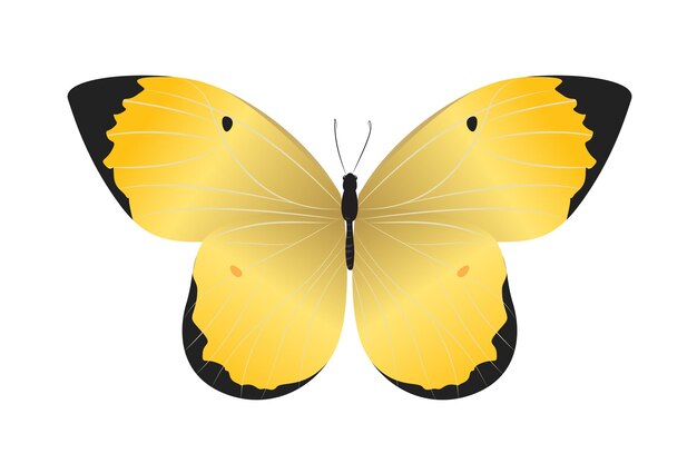 Hermosa mariposa aislada sobre fondo blanco Colores amarillo y negro