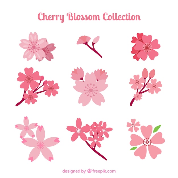 Las hermosas flores de cerezo de primavera