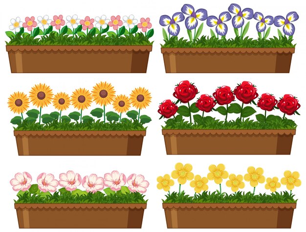 Hermosas flores en macetas de barro sobre fondo blanco.