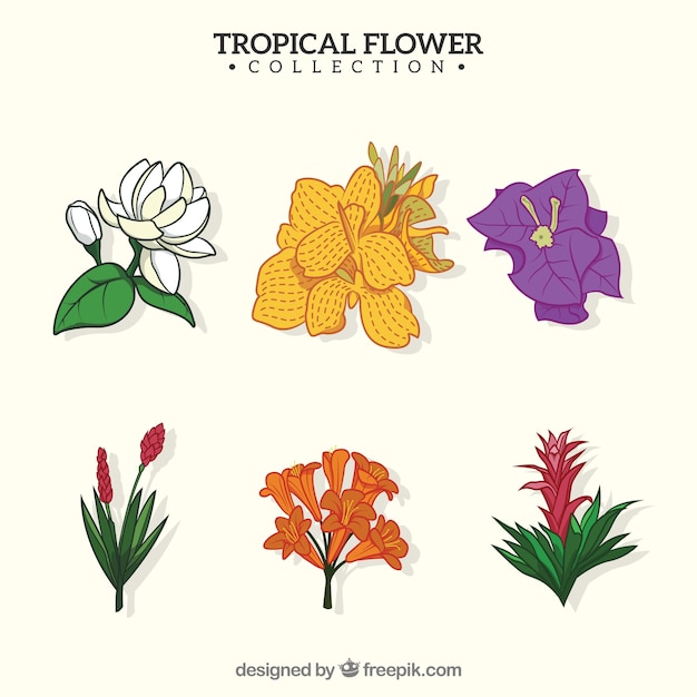 Hermosas flores tropicales dibujados a mano