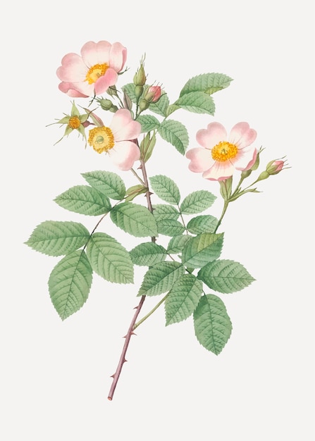 Hermoso campo rosa dibujo
