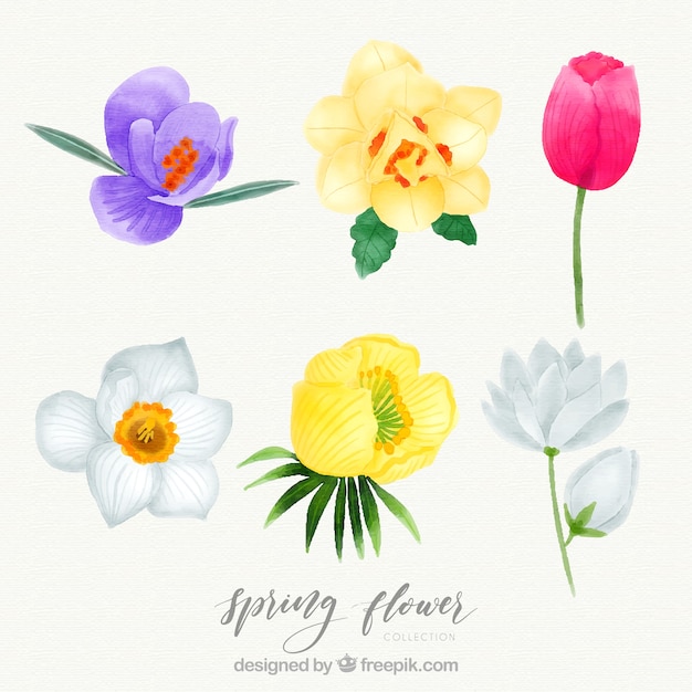 Vector gratuito hermoso conjunto de flores de primavera de acuarela