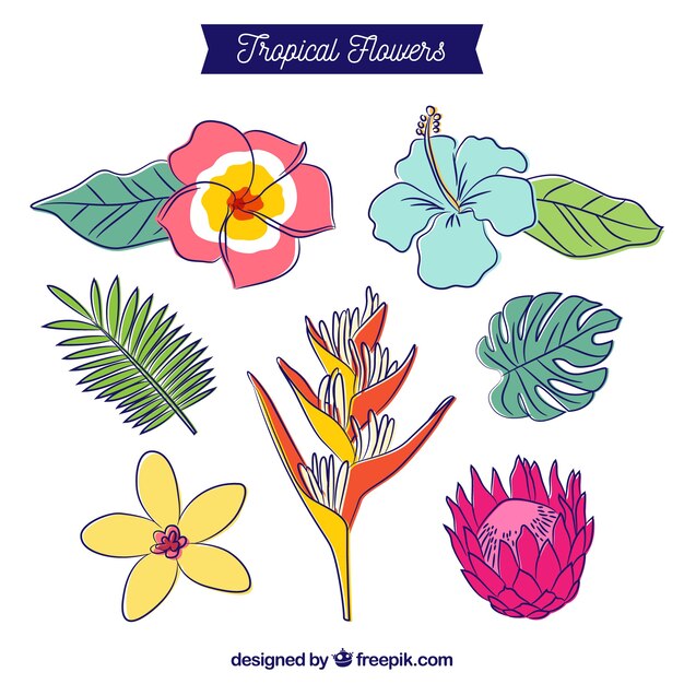 Hermoso conjunto de flores tropicales dibujados a mano