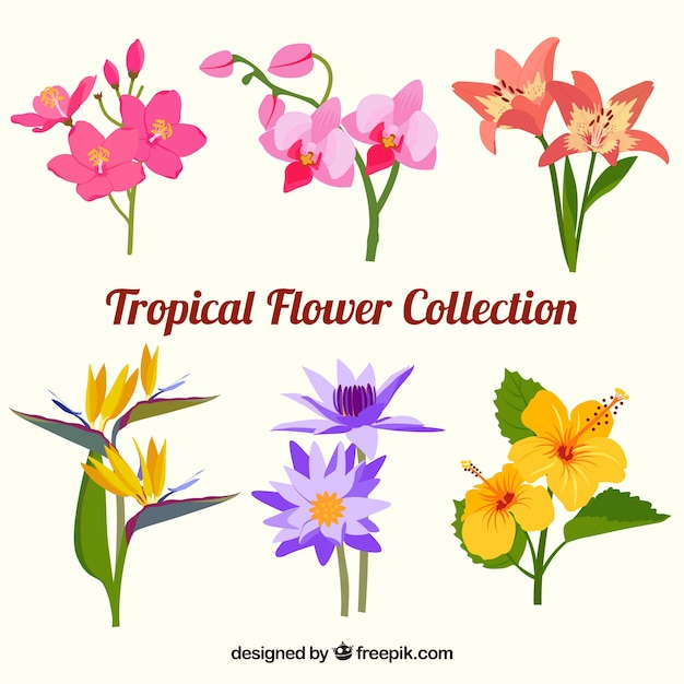Un hermoso conjunto de flores tropicales
