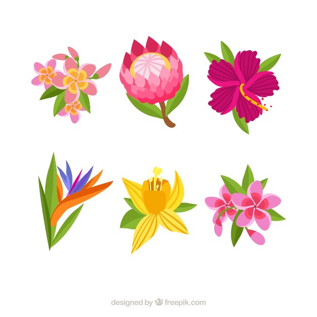 Un hermoso conjunto de flores tropicales