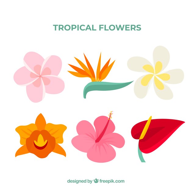 Un hermoso conjunto de flores tropicales