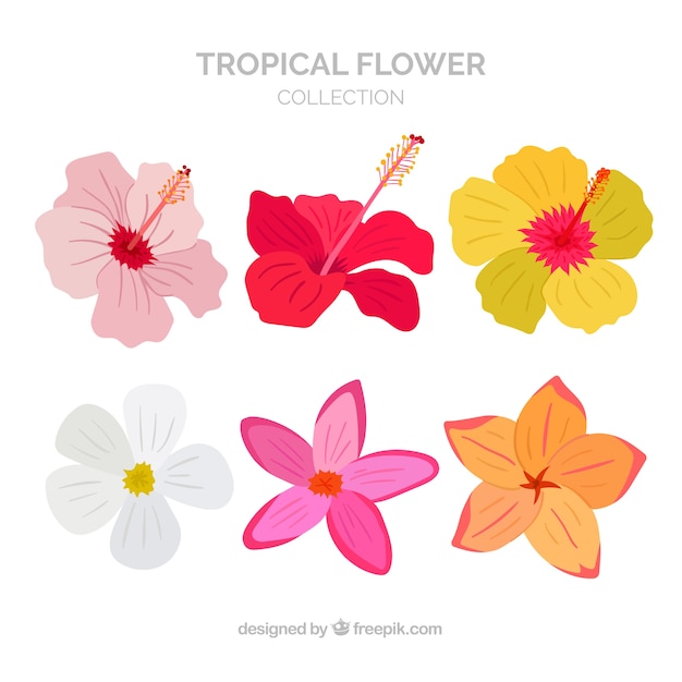 Un hermoso conjunto de flores tropicales