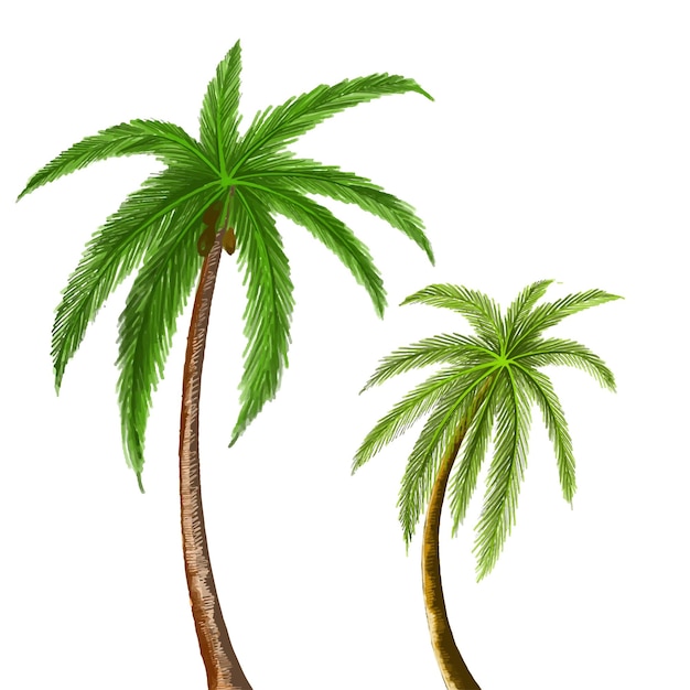Hermoso diseño de hoja de árbol de coco verde