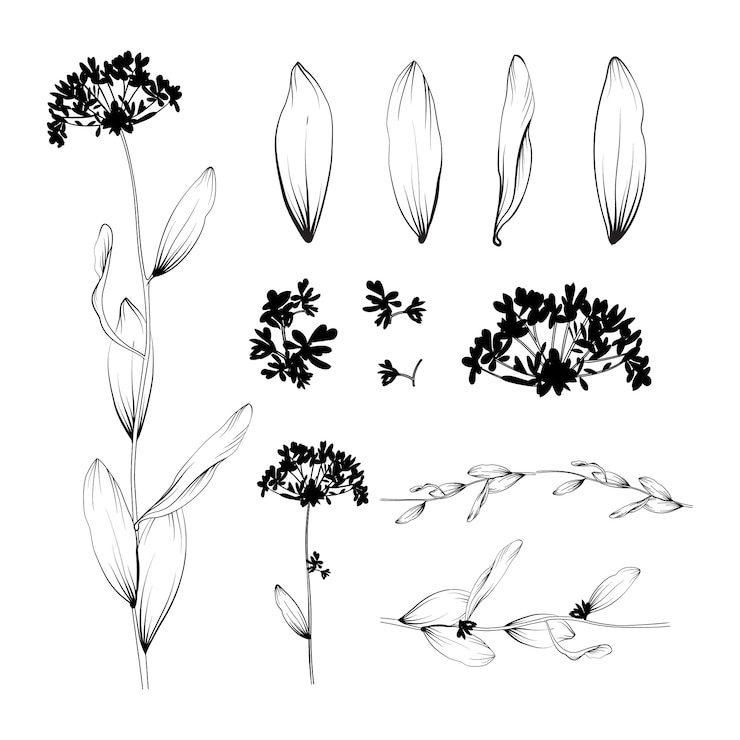 Vector gratuito hermoso fondo floral. elementos para el diseño