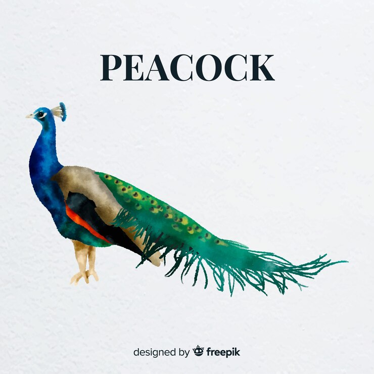 Vector gratuito hermoso pavo real de acuarela