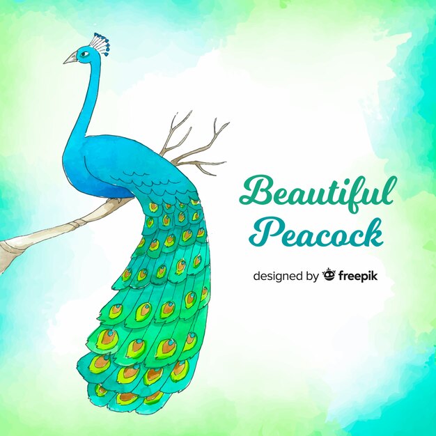 Hermoso pavo real de acuarela