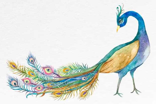 Hermoso vector de pavo real azul acuarela