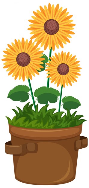 Hermosos girasoles en maceta sobre fondo blanco