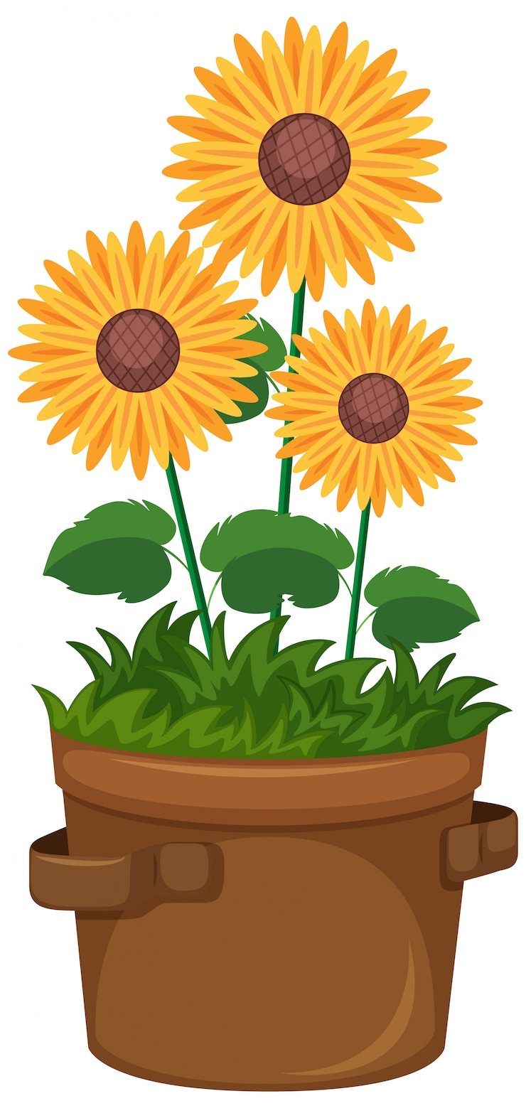 Vector gratuito hermosos girasoles en olla sobre un fondo blanco