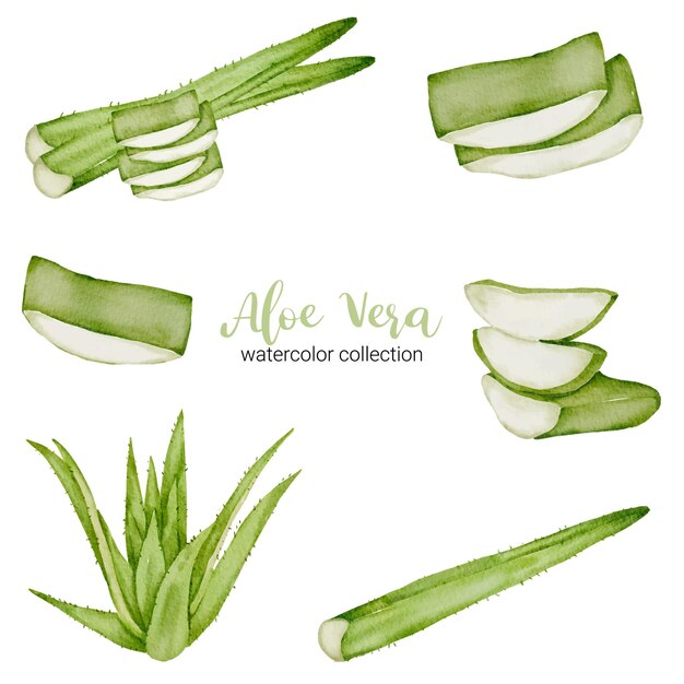 Hierba de aloe vera en colección de acuarela con completo y rebanado y cortado por la mitad