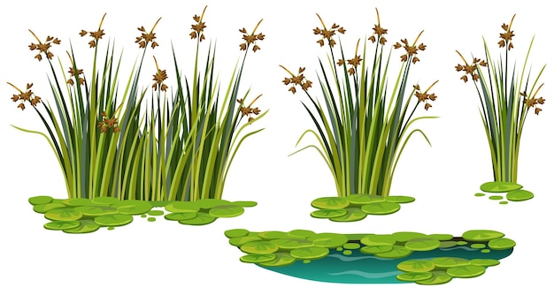 Vector gratuito hierba de caña de pantano conjunto de espadañas de pantano lirio de agua en agua