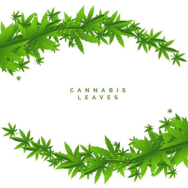 hierba marihuana hojas verdes antecedentes