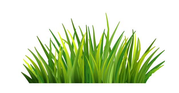 La hierba verde deja un fondo aislado realista Fondo de primavera o verano