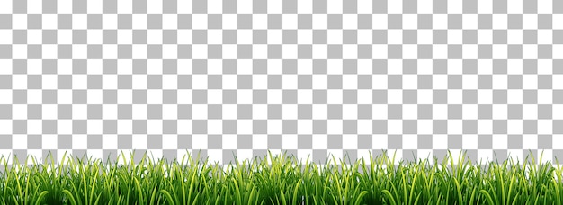 Hierba verde sobre fondo transparente