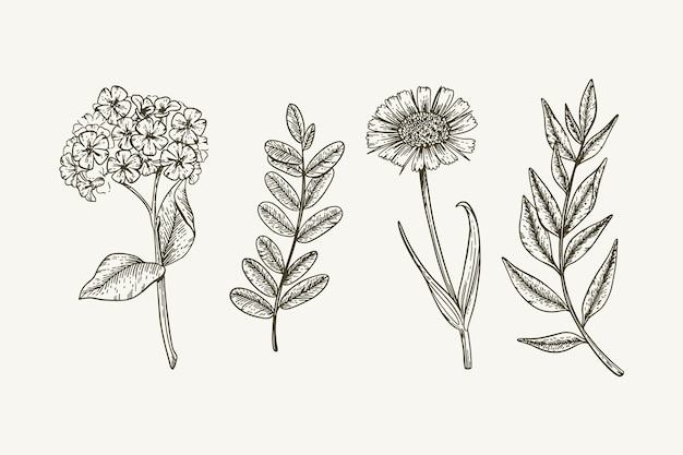Hierbas botánicas y flores silvestres en estilo vintage
