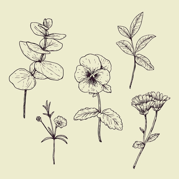 Hierbas botánicas y flores silvestres en estilo vintage