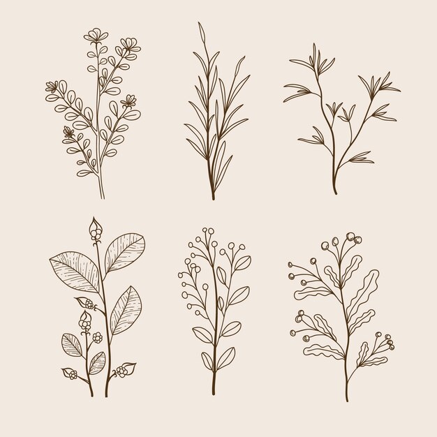 Hierbas botánicas y flores silvestres en estilo vintage