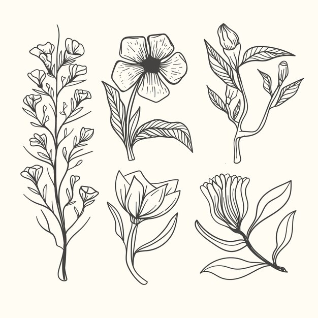 Hierbas botánicas y flores silvestres en estilo vintage
