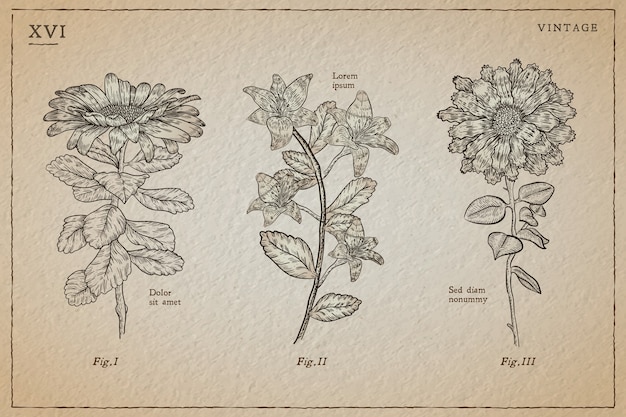 Vector gratuito hierbas botánicas y flores silvestres en estilo vintage