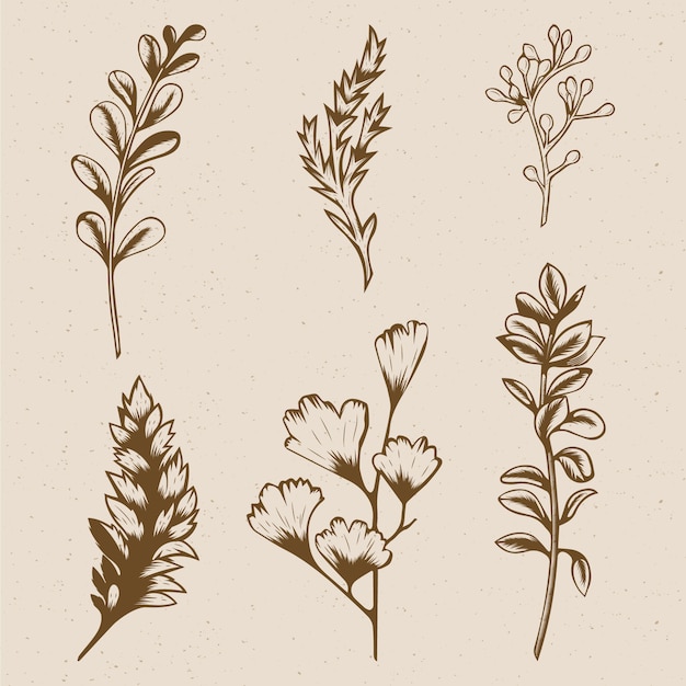 Hierbas botánicas y flores silvestres en estilo vintage