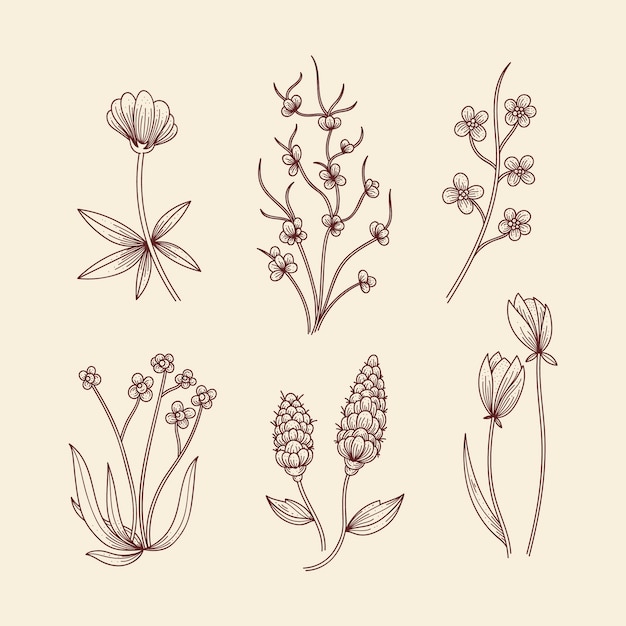 Vector gratuito hierbas botánicas y flores silvestres en estilo vintage