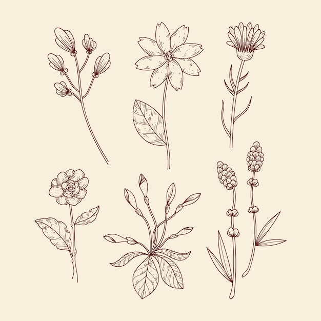 Hierbas botánicas y flores silvestres en estilo vintage