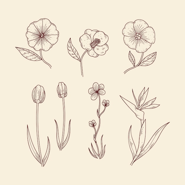 Hierbas botánicas y flores silvestres en estilo vintage