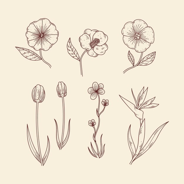 Hierbas botánicas y flores silvestres en estilo vintage