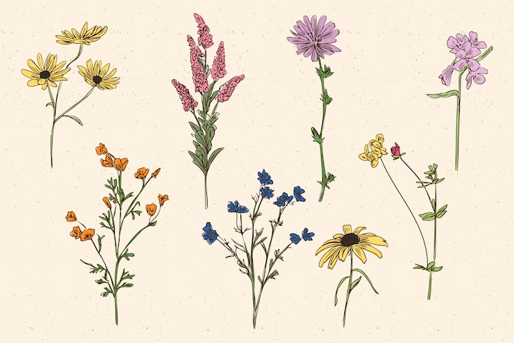 Vector gratuito hierbas botánicas y flores silvestres en estilo vintage