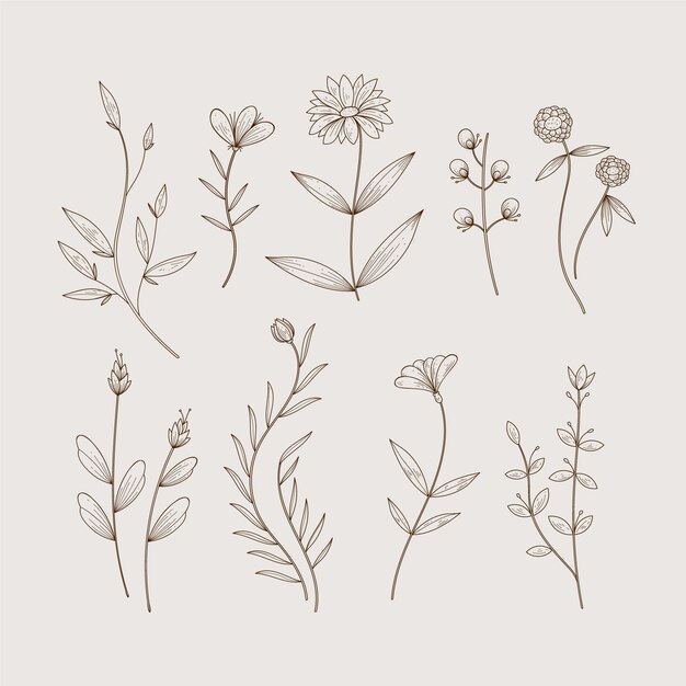 Hierbas botánicas minimalistas y flores silvestres en estilo vintage