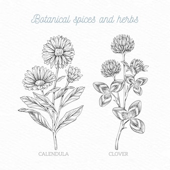 Hierbas y especias botánicas dibujadas a mano realista