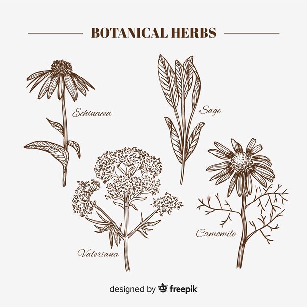 Hierbas y hojas botánicas 