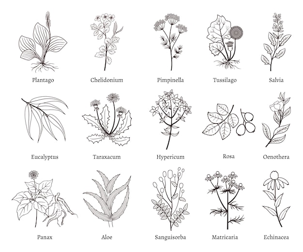 Hierbas y plantas medicinales doodle colección. Hierba dibujada a mano para uso medicinal, ilustración de dibujo de boceto de planta de hierbas