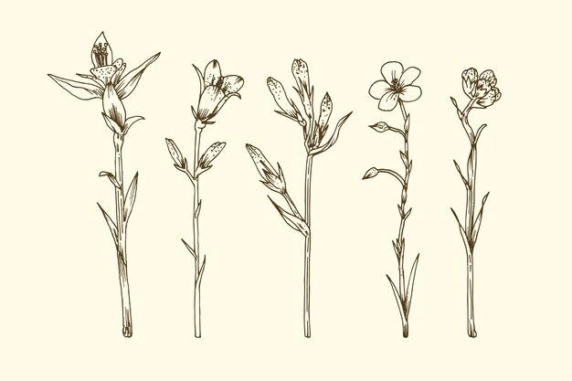 Hierbas realistas dibujadas a mano y flores silvestres