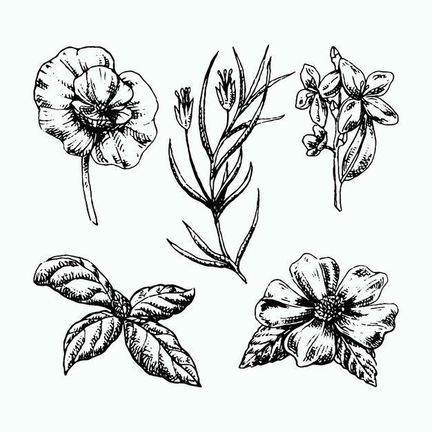 Hierbas realistas dibujadas a mano y flores silvestres