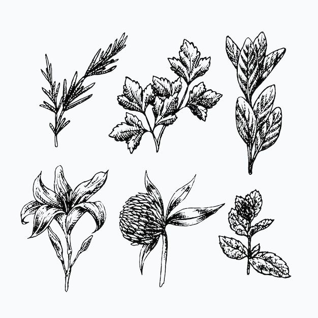 Hierbas realistas dibujadas a mano y flores silvestres