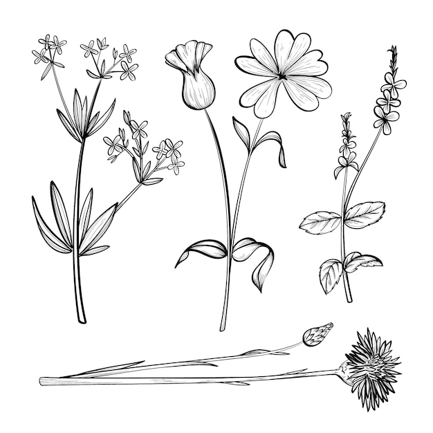 Hierbas realistas dibujadas a mano y flores silvestres