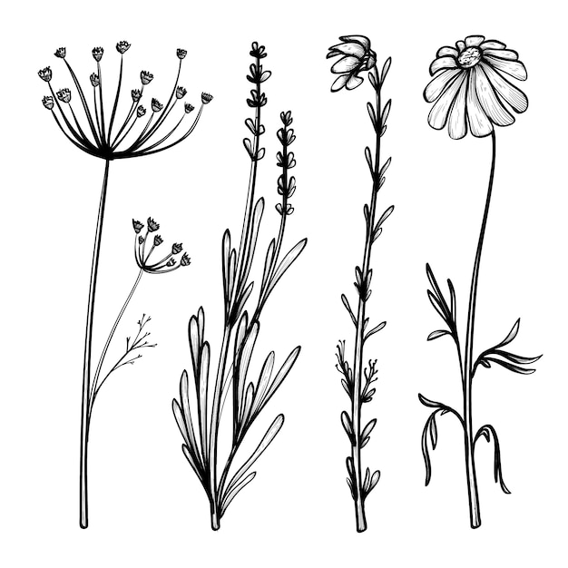 Vector gratuito hierbas realistas dibujadas a mano y flores silvestres