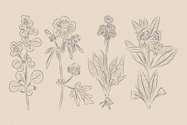Hierbas realistas dibujadas a mano y flores silvestres