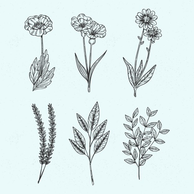 Hierbas silvestres botánicas en estilo vintage