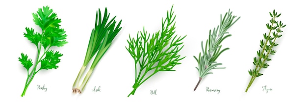 Vector gratuito hierbas verdes en fondo blanco tomillo romero perejil eneldo puerro especias ilustración