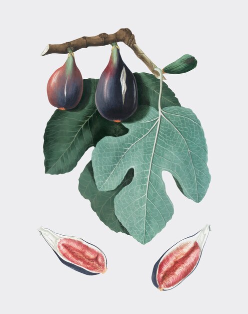 Higo de la ilustración de Pomona Italiana