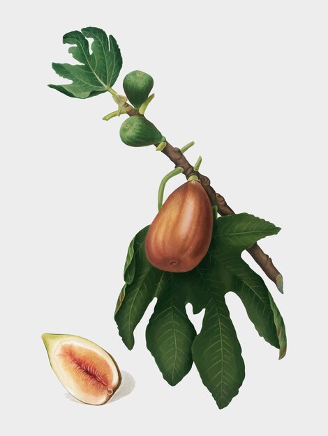 Higo de la ilustración de Pomona Italiana